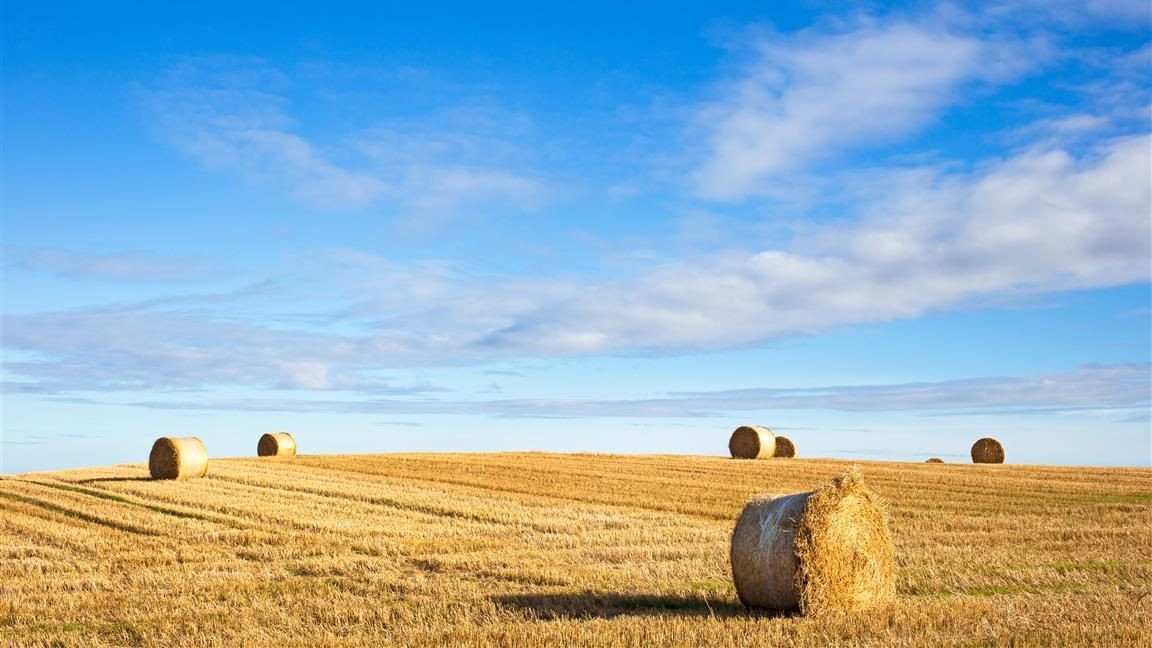 Feld